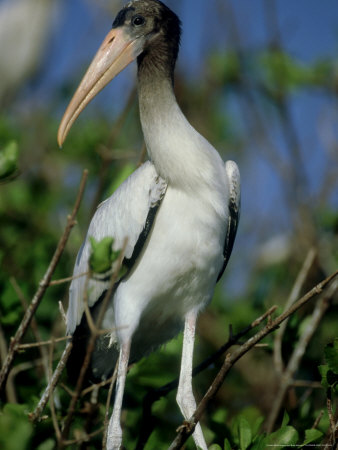 Wood Stork, Youn, Florida by Brian Kenney Pricing Limited Edition Print image