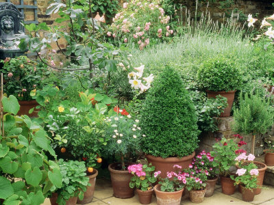 Terracotta Pots Buxus, Pelargonium, Citrus Tree Marguerite, Standard Rosemary Tropaeolum, Lilium by Linda Burgess Pricing Limited Edition Print image