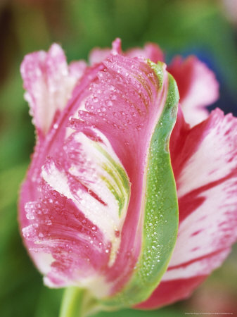 Close-Up Of Pink And Green Flamed Parrot Tulip Head by Linda Burgess Pricing Limited Edition Print image