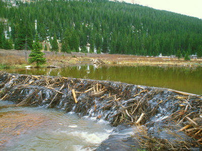 Beaver Dam On Small River, Colorado by David Boag Pricing Limited Edition Print image