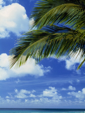 Tropical Seascape With Palm Tree by Gary Hofheimer Pricing Limited Edition Print image