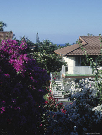 Bougainvillea Shrub And Home by Mark Gibson Pricing Limited Edition Print image