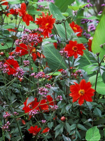 Dahlia (Bishop Of Llandaff) & Verbena Bonariense Growing Together In Mixed Summer Border by Mark Bolton Pricing Limited Edition Print image