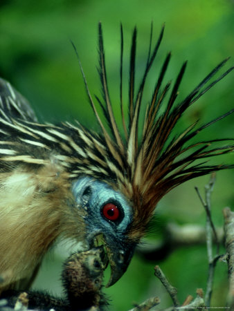 Hoatzin, Feeding Chick by Friedemann Koster Pricing Limited Edition Print image