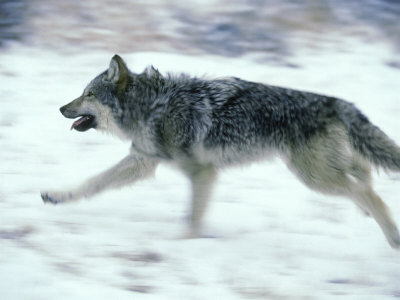 Gray Wolf, Canis Lupus Montana by Alan And Sandy Carey Pricing Limited Edition Print image