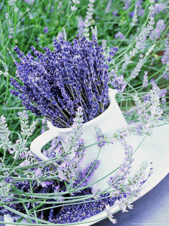 Lavender Ideas by Linda Burgess Pricing Limited Edition Print image