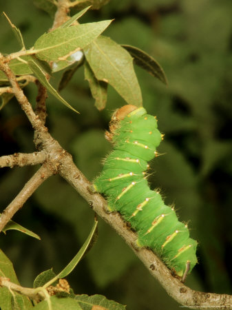 Giant Silkworm, Feeding, Usa by Marty Cordano Pricing Limited Edition Print image