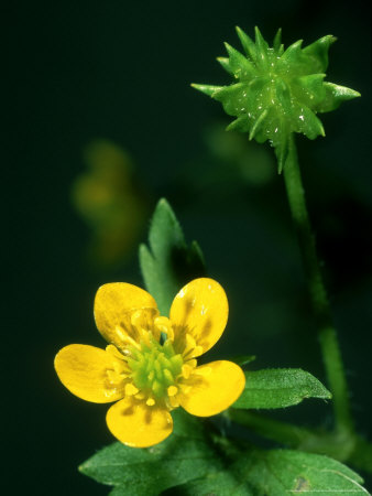 Ranunculus Species, Portugal by Paulo De Oliveira Pricing Limited Edition Print image