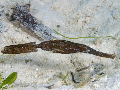 Robust Ghostpipefish, Mabul Island, Malaysia by David B. Fleetham Pricing Limited Edition Print image