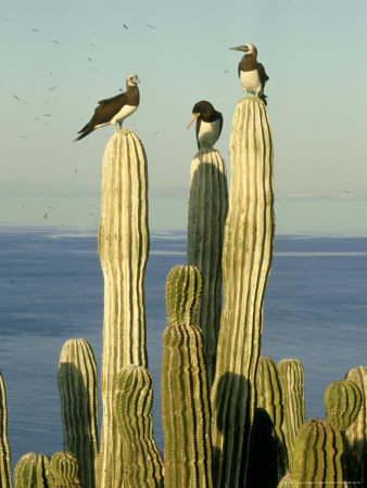 Brown Boobies, Male And Female, Gulf Of California, Mexico by Patricio Robles Gil Pricing Limited Edition Print image