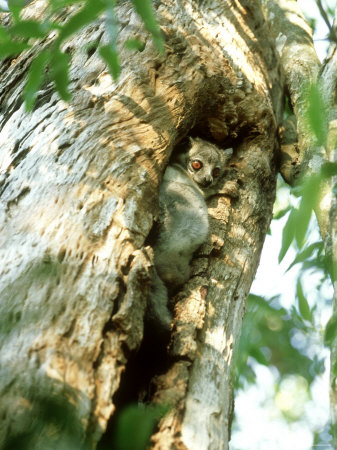 White-Footed Sportive Lemur, Hiding, Madagascar by Patricio Robles Gil Pricing Limited Edition Print image
