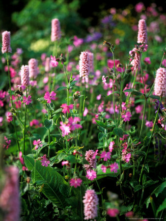 Pericaria Bistorta (Knotweed) And Red Campion by Pernilla Bergdahl Pricing Limited Edition Print image