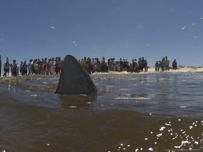Copper Shark, Swims In The Shoreline As Beach Goers Look On, South Africa, Atlantic Ocean by Chris And Monique Fallows Pricing Limited Edition Print image