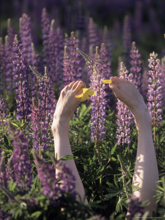 Feet, Lupines And Lily by Frank Siteman Pricing Limited Edition Print image