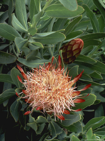 Protea Sussannea Close-Up Of Flower & Foliage, September by Rex Butcher Pricing Limited Edition Print image