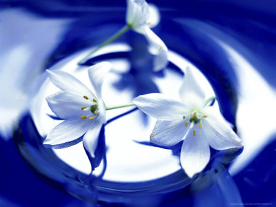 Graphic, Three Ornithogalum Thyrsoides (Chincherinchee) Flowers In Blue Glass Bowl by Jan Ceravolo Pricing Limited Edition Print image