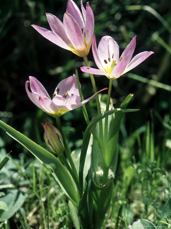 Wild Tulips, Crete by Bob Gibbons Pricing Limited Edition Print image