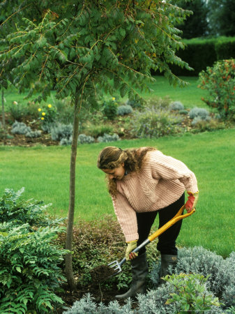 Applying Compost Mulch Around Base Of Koelreuteria by Michele Lamontagne Pricing Limited Edition Print image