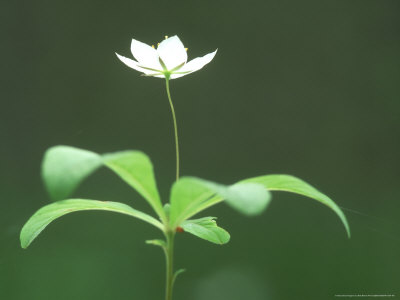 Chickweed Wintergreen, Sutherland, Scotland by Niall Benvie Pricing Limited Edition Print image