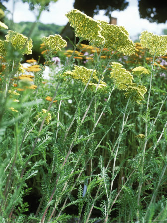 Achillea Hella Glashoff by Fiona Mcleod Pricing Limited Edition Print image