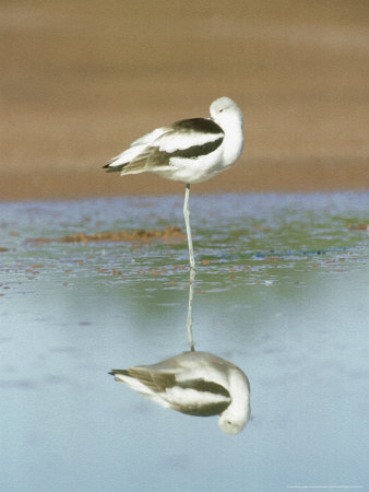 American Avocet, Reflection, Mexico by Patricio Robles Gil Pricing Limited Edition Print image