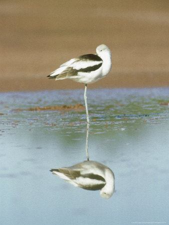 American Avocet, Reflection, Mexico by Patricio Robles Gil Pricing Limited Edition Print image