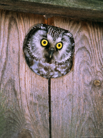 Tengmalms Owl, Peering From Nest Box, Finland by David Tipling Pricing Limited Edition Print image
