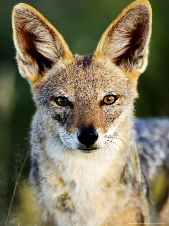 Black-Backed Jackal, Portrait, Namibia by Ariadne Van Zandbergen Pricing Limited Edition Print image