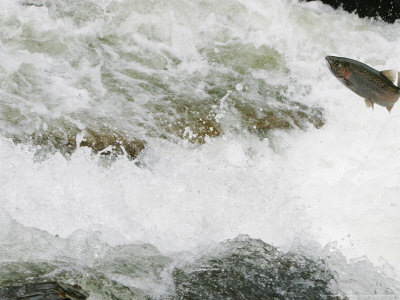 Rainbow Trout, Jumping Falls When Swimming Upriver To Return To Spawning Area, Willoughby River by Robert Servranckx Pricing Limited Edition Print image