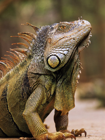 Common Iguana Male Showing Crest by Andy Rouse Pricing Limited Edition Print image