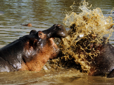 Hippopotamuses, Fighting, Tanzania by Ariadne Van Zandbergen Pricing Limited Edition Print image