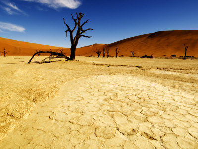 Dead Trees, Namib-Naukluft National Park, Namibia by Ariadne Van Zandbergen Pricing Limited Edition Print image