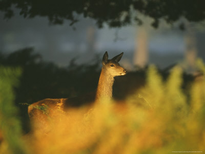 Red Deer, Doe, Hants, Uk by David Tipling Pricing Limited Edition Print image