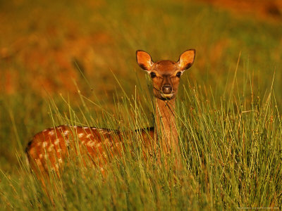 Sika Deer, Doe, Kent by David Tipling Pricing Limited Edition Print image