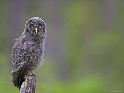 Owl On Stump by Andy Rouse Pricing Limited Edition Print image