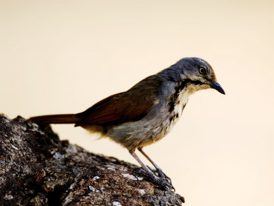 Collared Palm-Thrush, Ruaha National Park, Tanzania by Ariadne Van Zandbergen Pricing Limited Edition Print image