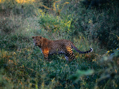 Leopard In The Tall Grass Of Kruger National Park by Luke Hunter Pricing Limited Edition Print image