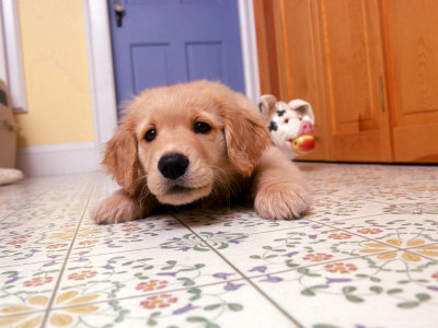 Golden Retriever Puppy On Kitchen Floor by Frank Siteman Pricing Limited Edition Print image