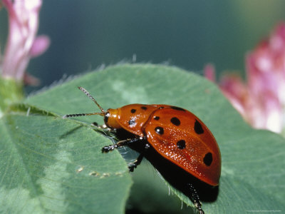 Ladybug On Clover by Priscilla Connell Pricing Limited Edition Print image