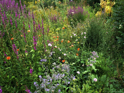 Wild Flower Garden With Lythrum Borago, Papaver (Poppy), Centaurea In Leiston Garden by Geoff Dann Pricing Limited Edition Print image