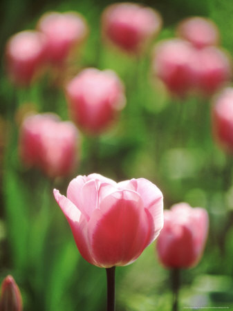Tulip Peer Gynt (Pink Flowers With Pale Fringes) Pashley Manor Garden by David Dixon Pricing Limited Edition Print image