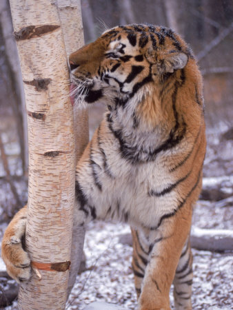 Tiger Licking Tree, Panthera Tigris by Erwin Nielsen Pricing Limited Edition Print image