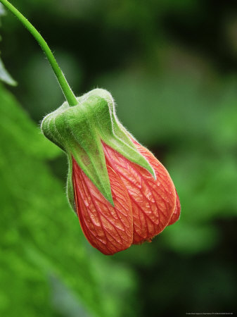 Abutilon Pictum Thompsonii by Rex Butcher Pricing Limited Edition Print image