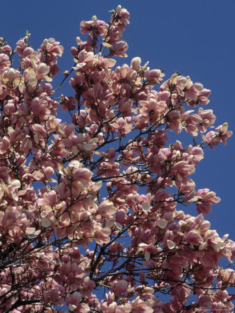 Spring Flowering Tree Branches by Len Delessio Pricing Limited Edition Print image