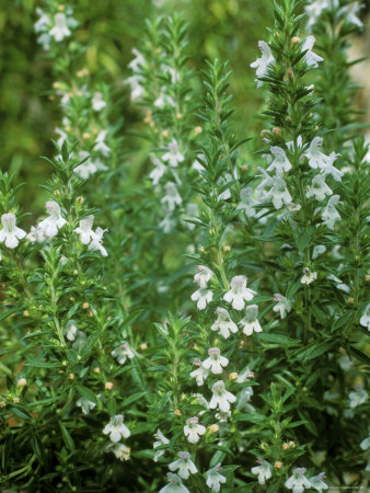 Winter Savory Satureja Montana by Andrew Lord Pricing Limited Edition Print image