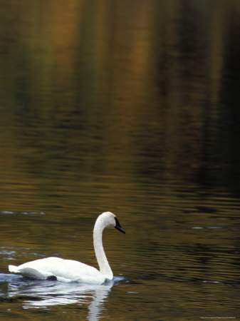 A Swan Swimming On A Lake by Fogstock Llc Pricing Limited Edition Print image