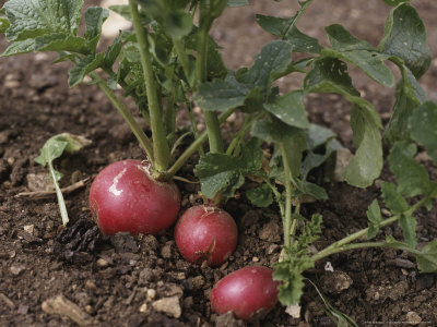 Radish Pink Beauty (Sutton Seeds), Lackham College by David Askham Pricing Limited Edition Print image