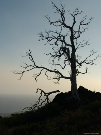 Vegetation, Volcano National Park, Big Island, Hi by Keith Levit Pricing Limited Edition Print image