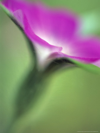 Agrostemma Githago (Corn Cockle), Close-Up Of A Pink Flower by Hemant Jariwala Pricing Limited Edition Print image