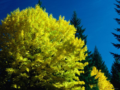 Maple Tree In Autumn In The Oregon Cascades, Oregon, Usa by Greg Gawlowski Pricing Limited Edition Print image